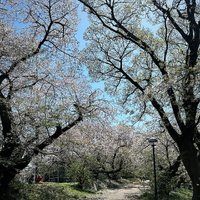 画像529
